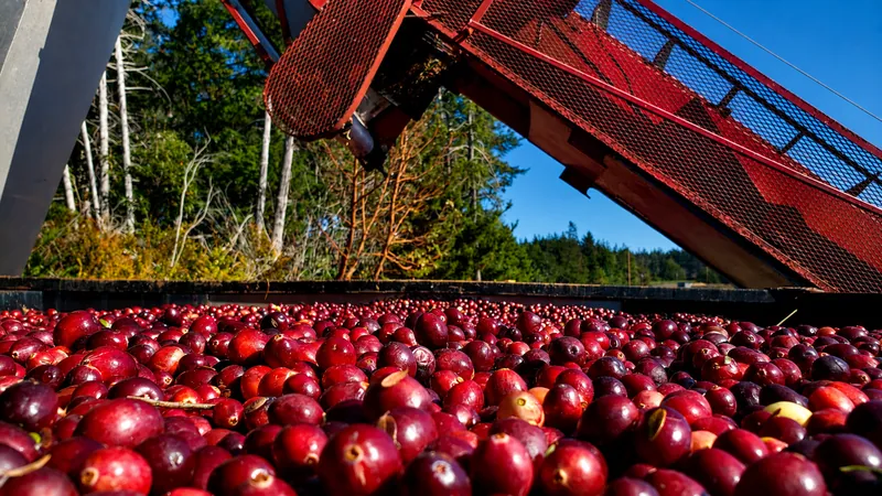 Cranberry harvest on the Oregon coast
